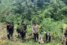 Ladang Ganja 3 Hektare di Batu Jungul Digulung, Polres Empat Lawang Selamatkan Ratusan Ribu Jiwa