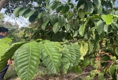 Harga Kopi Empat Lawang Turun ke Rp45 Ribu per Kilogram, Petani Berharap Kembali Tembus Rp70 Ribu