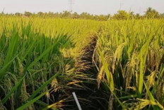 Fakta Menarik Keunggulan Padi Vietnam