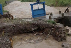 Hujan Deras Mengguyur Paiker, Sungai Meluap dan Sawah Warga Tenggelam