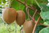 Tanaman Obat Buah Kiwi Membantu Tidur Lebih Nyenyak, Ini 6 Manfaat Kesehatan Buah Kiwi 