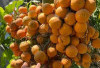 Mulut Jadi Bersih Dengan Mengkonsumsi Buah Pinang, Ini Manfaat Tanaman Obat Buah Pinang Bagi Kesehatan