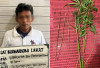 Gegara Tanam Ganja Samping Rumah, Seorang Buruh Tani di Lahat Berujung Ditangkap