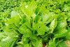 Sayur Bayam Kaya Akan Nutrisi, Ini 7 Manfaat Kesehatan Tanaman Obat Sayur Bayam