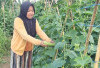 Panen Cuan dari Kebun Mentimun, Warga Empat Lawang Raup Manfaat Ekonomi dari Pekarangan Rumah