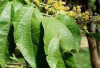 Tanaman Obat untuk Diet! Daun Jati Belanda, Solusi Alami Menuju Berat Badan Ideal