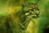 Bukit Barisan Lahat, Koridor Penting Satwa Kucing Emas, Fauna Langka yang Dilindungi