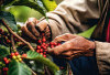 Mengungkap Kopi Lahat: Seberapa Besar Pendapatan Masyarakatnya?