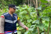 Pekarangan Kecil Jadi Sumber Ketahanan Pangan