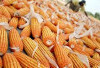 Transaksi Jagung