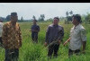 Serap Aspirasi Warga, Anggota DPRD Sumsel M. Oktafiansyah Tinjau Lahan Sawah Tak Aktif di Pasemah Air Keruh