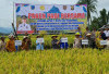 Pj Bupati Lahat dan Forkopimda Panen Padi Bersama Masyarakat di Desa Tanjung Beringin