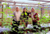 Pulo Mas Disulap Jadi Kebun Sayur Subur, Siap Sambut PEDA KTNA Sumsel 2025