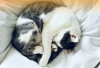 ﻿Kenapa Kucing Suka Tidur di Depan Pintu? Ini Penjelasannya