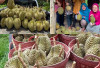 Kabupaten Lahat Kaya Penghasil Durian Berlimpah, Lumbung Lokal Penopang Ekonomi Masyarakat