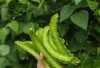Selain Lezat Kacang Kecipir Miliki Manfaat Kesehatan, Ini 7 Manfaat Kesehatan Kacang Kecipir 