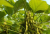 Ini Dia Manfaat Kacang Kedelai Untuk Kesehatan, Salah Satunya Baik Untuk Program Diet