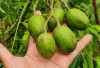 Meski Asam Buah Kedondong Baik Untuk Kesehatan, Salah Satunya Meningkatkan Daya Tahan Tubuh
