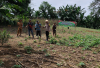 Sinergi Polisi dan Petani, Jagung Kuartal III Ditanam di Merapi Barat