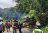 Pohon Tumbang Melintang Dijalan, Akses Jalan Terganggu