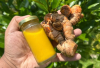 Mau Meredakan Gejala Magh, Alergi dan Nyeri Haid ? Yuk Cobain Tanaman Obat Kunyit, Ini Khasiatnya