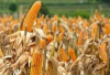 Cara Meningkatkan Hasil Panen Jagung, Berikut Tipsnya