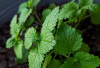 Gejala Stres Menghampiri ? Berikut 5 Rekomendasi Tanaman Obat Ampuh Meredakan, Nomor 1 Lemon Balm