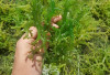 Wow Ternyata Rumput Laut Menyimpan Banyak Manfaat Kesehatan, Salah Satunya Mendukung Kesehatan Kulit