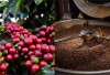 Lahat Termasuk 5 Besar Sentra Kopi Sumsel, Penyumbang 15 Persen Produksi Robusta Nasional 
