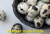 Ohh Ternyata Telur Puyuh Baik Untuk Anak-anak, Ini Dia 9 Manfaat Telur Puyuh Bagi Anak-anak