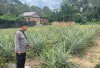 Sinergi Polisi dan Warga: Lahan Tidak Produktif Disulap Jadi Kebun Nanas