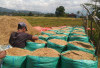 Bulog Lahat Kembali Serap Gabah Petani, Harga Tetap Sesuai HPP