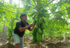 Petani Keluhkan Harga Pepaya di Lintang Kanan Anjlok