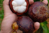 Ini Manfaat Kesehatan Buah Manggis Sang Ratu Buah Tropis