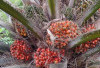 Ini Dia Manfaat Buah Sawit untuk Kehidupan Sehari - Hari, Salah Satunya Sumber Vitamin A dan E