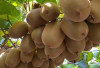 Ini Manfaat Buah Kiwi Untuk Kesehatan, Salah Satunya Baik Untuk Ibu Hamil