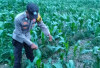 Bhabinkamtibmas Geramat Tinjau Tanaman Jagung Desa Binaan