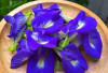 Intip Tanaman Obat Bunga Telang! Si Biru Cantik Penenang dan Antioksidan Alami dari Taman