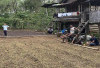 Harga Kopi Rp 40 Ribu per Kg, Petani Bertahan dengan Stok