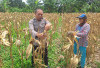 Dukung Swasembada Pangan, Polsek Pajar Bulan Panen Jagung