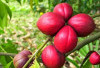 Menguak Manfaat Tersembunyi Tanaman Obat Buah Mahkota Dewa, Eliksir Ajaib dari Pedalaman Papua