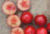 Tanaman Obat Buah Rukam, Si Buah Sepat Kaya Manfaat untuk Pencernaan Sehat dan Kulit Cantik