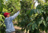 Permintaan Kopi Petik Merah Tinggi, Ini Pernyataan Petani di Empat Lawang