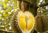 Durian Lahat Raja Buah Musiman : Sensasi Rasa Manis Legit yang Tak Terlupakan