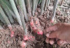 Ini Dia Manfaat Tanaman Obat Lengkuas untuk Kesehatan dan Kehidupan Sehari-hari